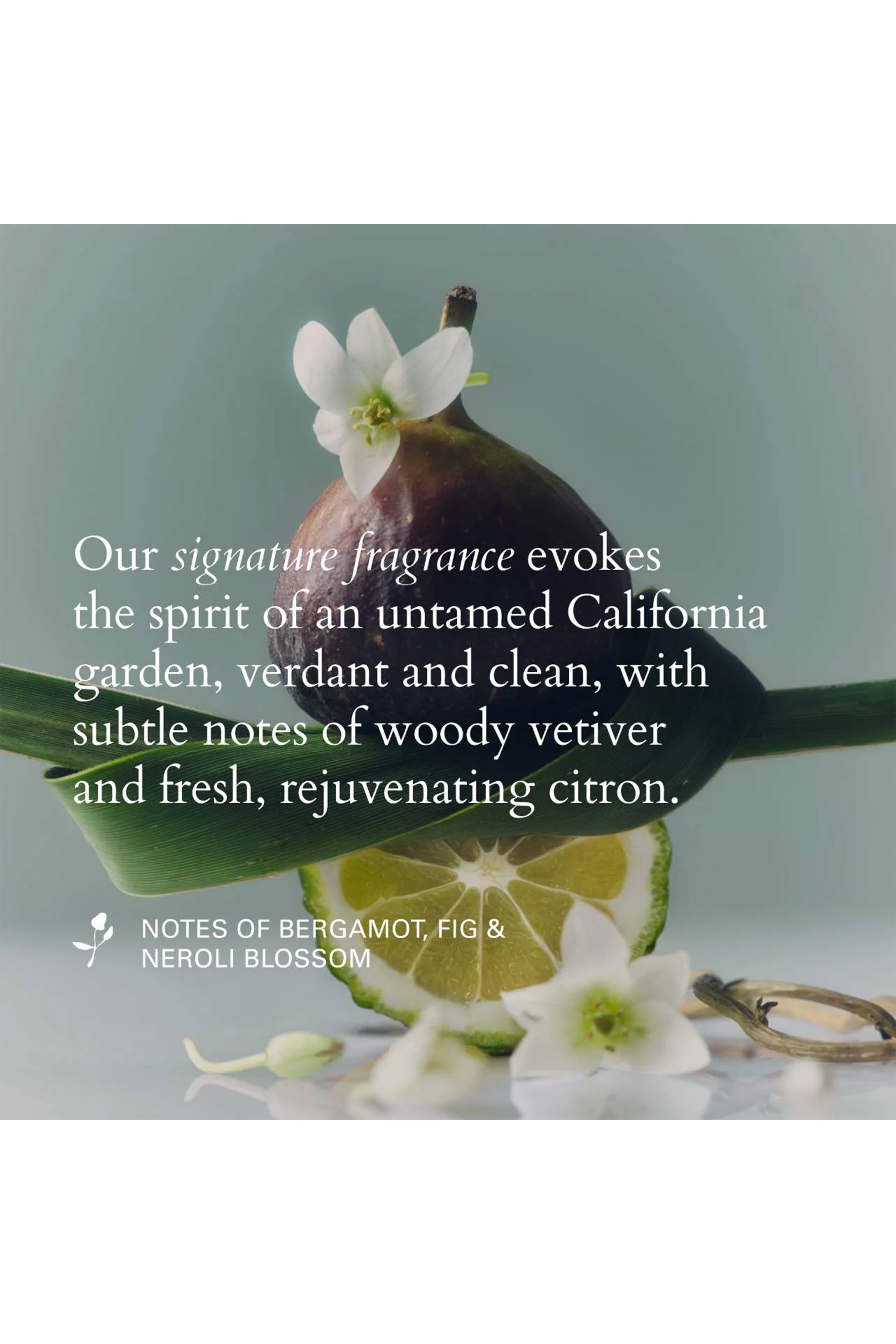 Evergreen Style Cream