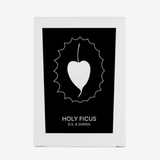 Holy Ficus Candle